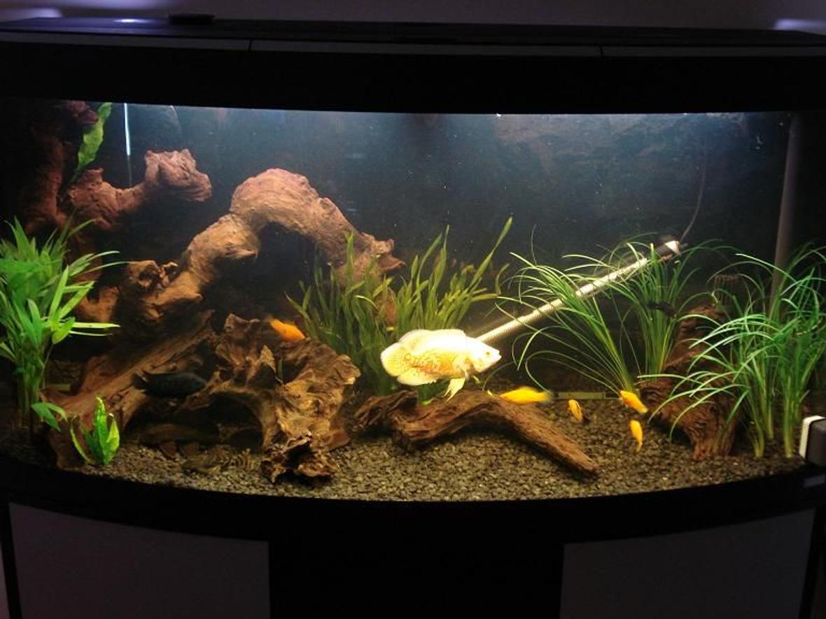 freshwater fish - astronotus ocellatus - albino oscar stocking in 70 gallons tank - Freshwater Oscar Tank, housing Oscar, Jack Dempsey, Various Plecs etc, planted with Grass, bamboo and Java Fern, decorated with Bog wood