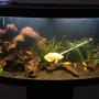 freshwater fish - astronotus ocellatus - albino oscar stocking in 70 gallons tank - Freshwater Oscar Tank, housing Oscar, Jack Dempsey, Various Plecs etc, planted with Grass, bamboo and Java Fern, decorated with Bog wood