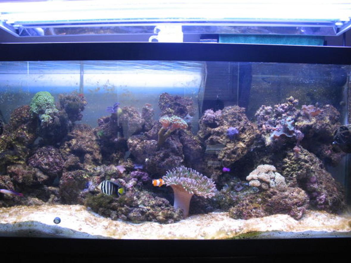 75 gallons reef tank (mostly live coral and fish) - looking better 75 gallon