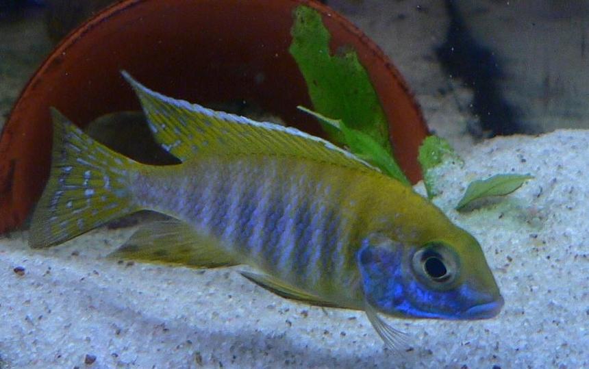 Rated #74: Freshwater Fish - Aulonocara Baenschi - Sunshine Peacock Stocking In 125 Gallons Tank - SUNSHINE YELLOW MALE ONLY 3 MONTHS OLD