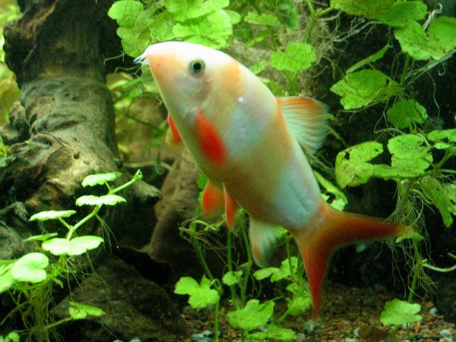 freshwater fish - botia macracantha - clown loach stocking in 55 gallons tank - White Clown Loach - He was normal colors when younger, then the black stripes faded to white.