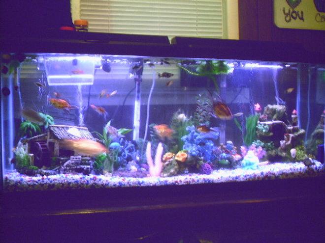 55 gallons freshwater fish tank (mostly fish and non-living decorations) - New 55 Gallon. Set-up Has changed a little since then, but basically the same.