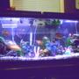 fish tank picture - New 55 Gallon. Set-up Has changed a little since then, but basically the same.