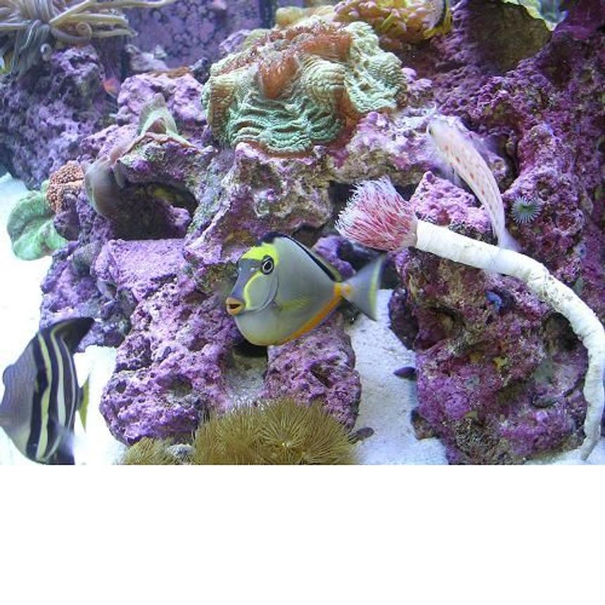 Rated #90: 90 Gallons Reef Tank - My Sailfin and Naso Tang hang out!