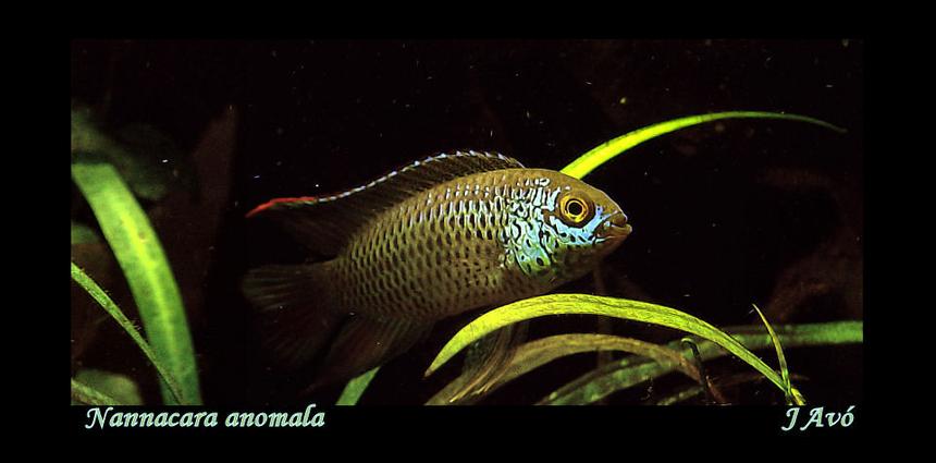Rated #970: Freshwater Fish - Nannacara Anomala - Golden Dwarf Cichlid Stocking In 15 Gallons Tank - Nannacara anomala (male)