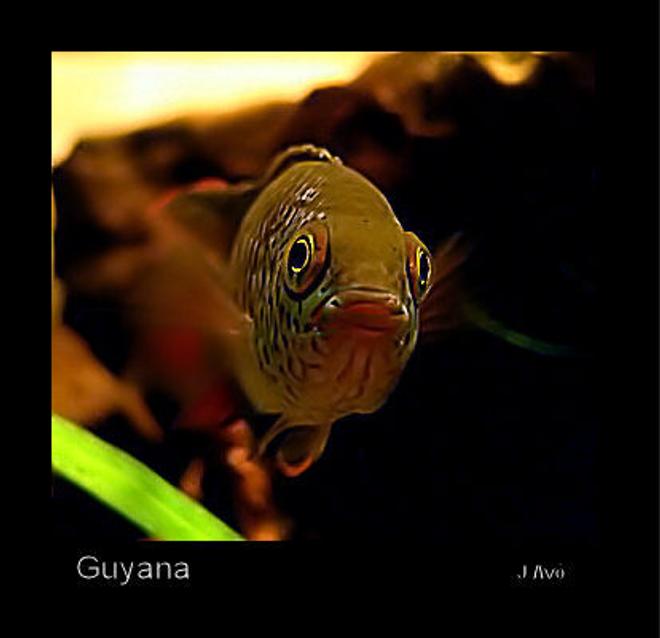 freshwater fish - nannacara anomala - golden dwarf cichlid stocking in 15 gallons tank - Nannacara anomala (face model)