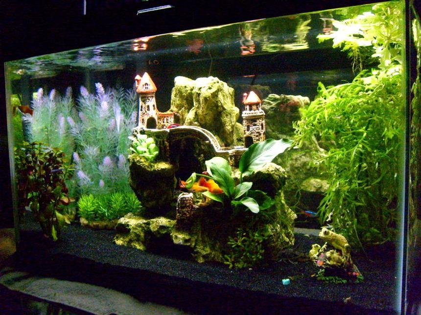 Rated #217: 10 Gallons Planted Tank - ...