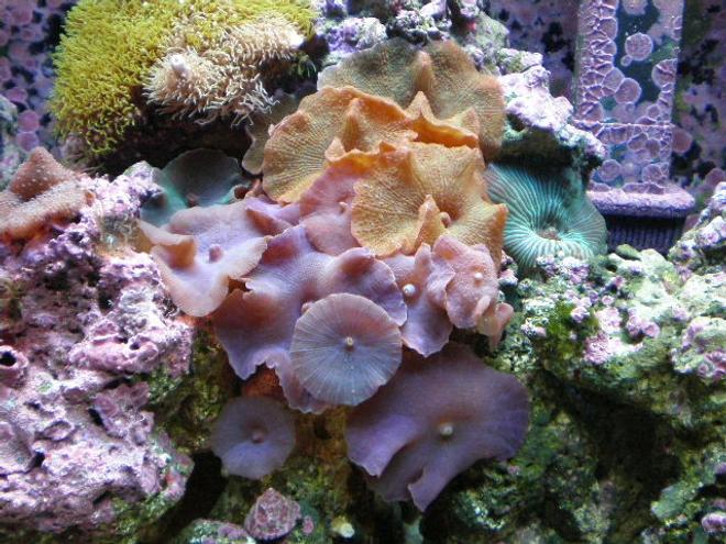 20 gallons reef tank (mostly live coral and fish) - after 7 months