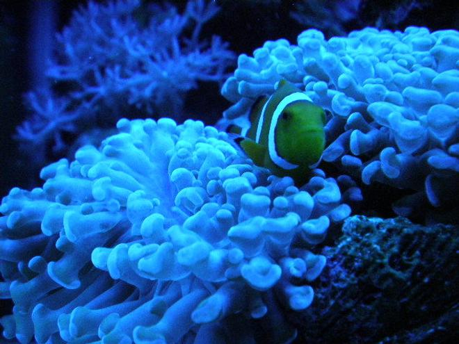 corals inverts - euphyllia paranchora - hammer / anchor coral, branching stocking in 20 gallons tank - after 7 months