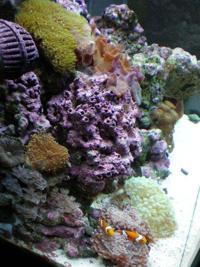 corals inverts - rhodactis sp. - green mushroom stocking in 20 gallons tank - after 7 months