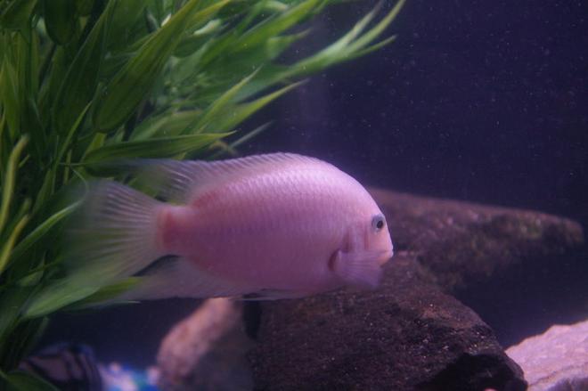 freshwater fish - archocentrus nigrofasciatus - pink convict cichlid stocking in 75 gallons tank - pink convict (father of fry with black convict)