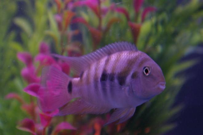 freshwater fish - archocentrus nigrofasciatus - black convict cichlid stocking in 75 gallons tank - male black convict