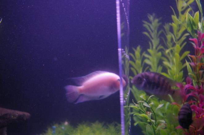 freshwater fish - archocentrus nigrofasciatus - pink convict cichlid stocking in 75 gallons tank - Both of my male convicts fighting