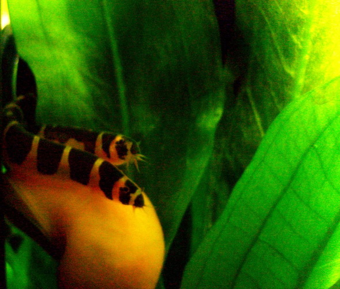 freshwater fish - pangio sp. - black kuhlii loach stocking in 16 gallons tank - A rare look at Larry and Moe hanging out on Bob the Mystery Snail. Bob died this week. Got his head sucked into my aquaclear powerhead after 5 months in this tank. -.-