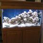 fish tank picture - Week 5 "Phase II" I've added 50 lbs. live sand for a total of 150 lbs.doing more rock work in the next week then going to add fish. Thanks for your comments.