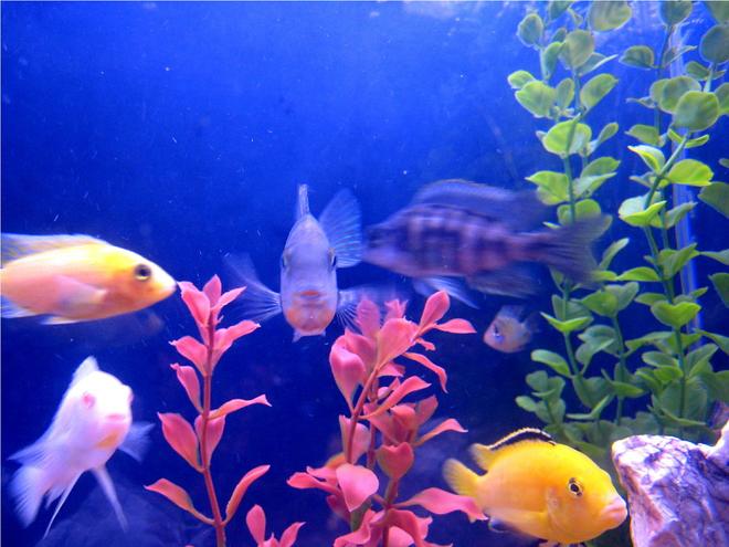 freshwater fish - aulonocara nyassae - blue peacock cichlid stocking in 55 gallons tank - fish