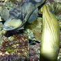 fish tank picture - trigger and green moray