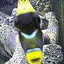 saltwater fish - balistoides conspicillum - clown triggerfish stocking in 110 gallons tank - clown trigger
