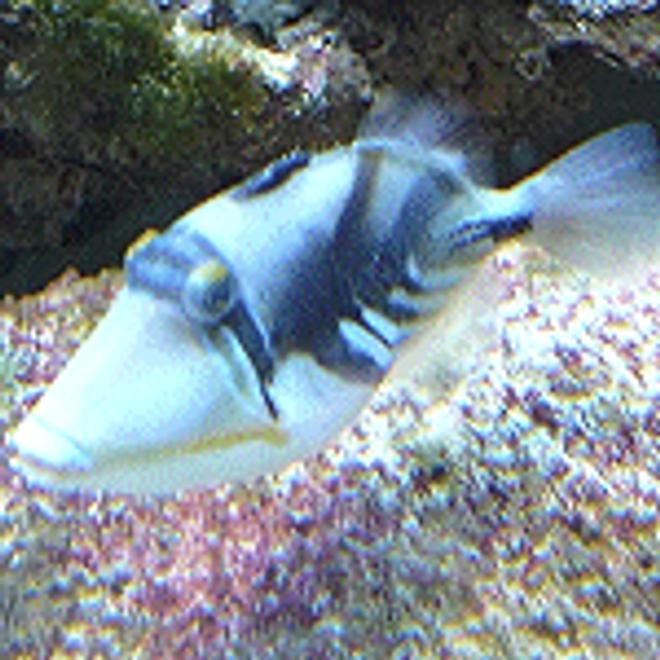 saltwater fish - rhinecanthus aculeatus - humu picasso triggerfish stocking in 110 gallons tank - huma huma