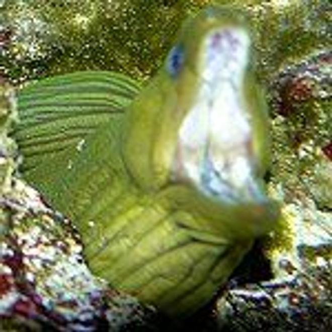 saltwater fish - gymnothorax funebris - green eel stocking in 110 gallons tank - green yawns