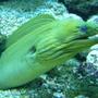 saltwater fish - gymnothorax funebris - green eel stocking in 110 gallons tank - Greeny
