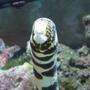 saltwater fish - echidna nebulosa - snowflake eel stocking in 110 gallons tank - Big Al