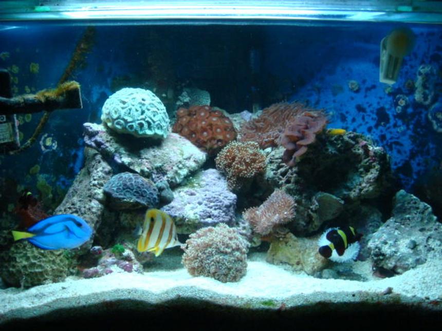 Rated #161: 35 Gallons Reef Tank - My pride and joy