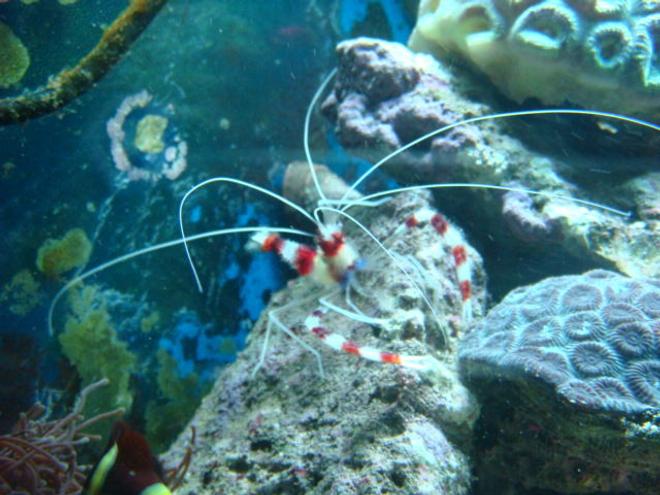 corals inverts - stenopus hispidus - banded coral shrimp stocking in 35 gallons tank - Coral Banded Shrimp