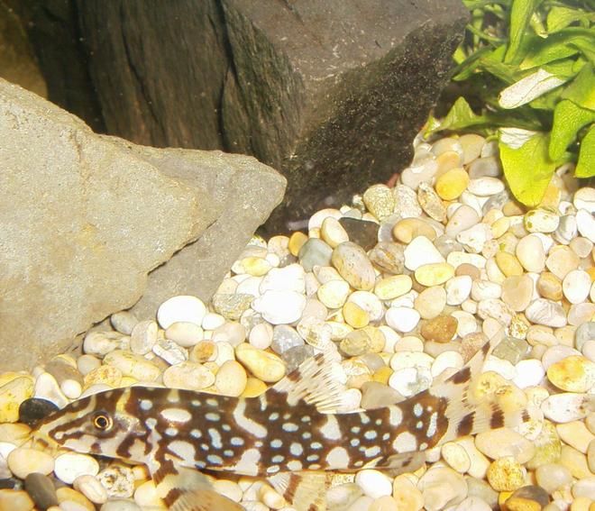 freshwater fish - botia lohachata - lohachata botia loach stocking in 90 gallons tank - Yoyo Loach 
eats all ur snails