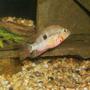 freshwater fish - thorichthys meeki - firemouth cichlid stocking in 90 gallons tank - Firemouth this fish has a attitude problem