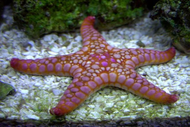 corals inverts - fromia sp. - marble sea star stocking in 14 gallons tank - Marble Starfish