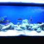 75 gallons freshwater fish tank (mostly fish and non-living decorations) - kinda blurry