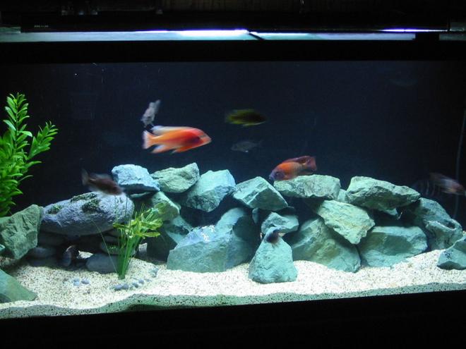 freshwater fish - aulonocara rubescens - ruby red peacock stocking in 75 gallons tank - black background