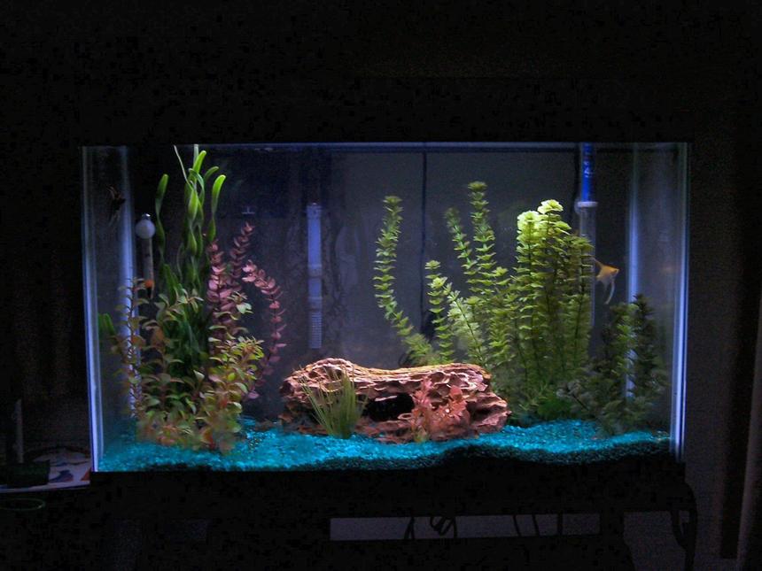 Rated #2014: 29 Gallons Planted Tank - Angel tank in my bedroom. 29 gallon. More fish to be added soon as there are only two in it.