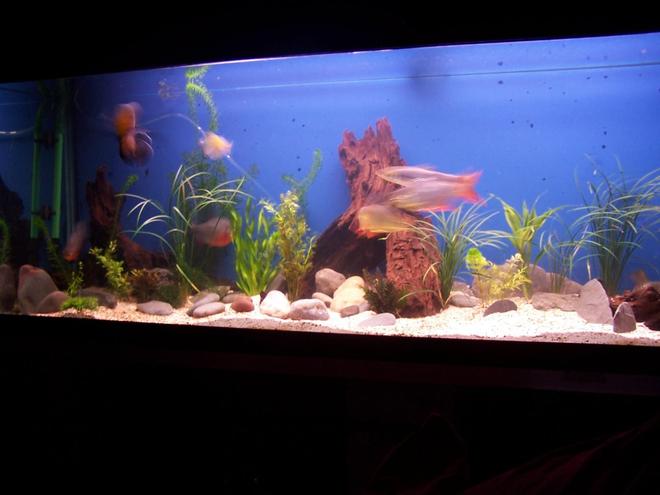 150 gallons freshwater fish tank (mostly fish and non-living decorations) - my tank