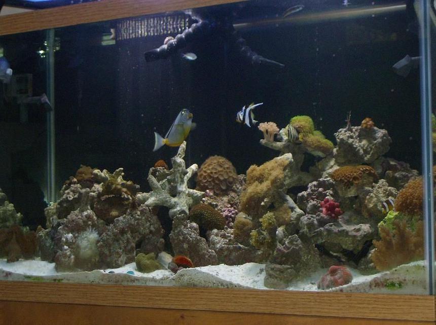 Rated #180: 90 Gallons Reef Tank - MY 90 gallon reef tank