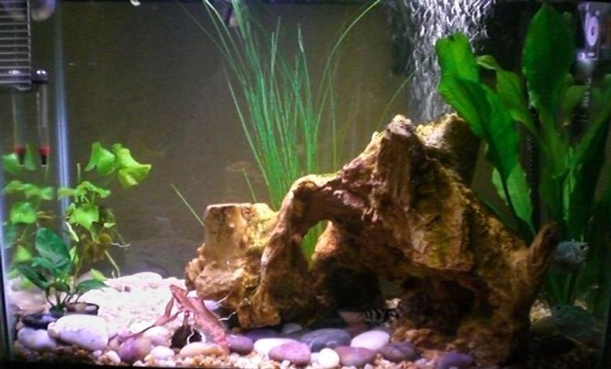 Rated #1923: 20 Gallons Planted Tank - 20g
Fish: 2 YoYo Loaches, 1 South American Gobies (SM), 1 Ruby Clown Cichlid
Plants: Banana Plants, Amazon Sword, Anubias Nana, Dwarf Lily, Giant Hairgrass 
Substrate: Trifecta;-) Sand, gravel, river rocks