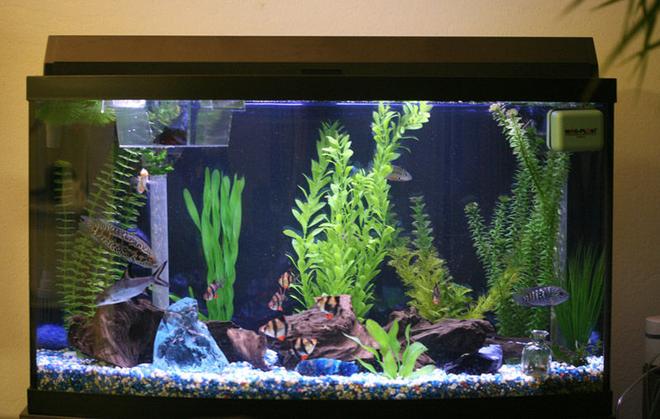 46 gallons planted tank (mostly live plants and fish) - 46 gal bow front