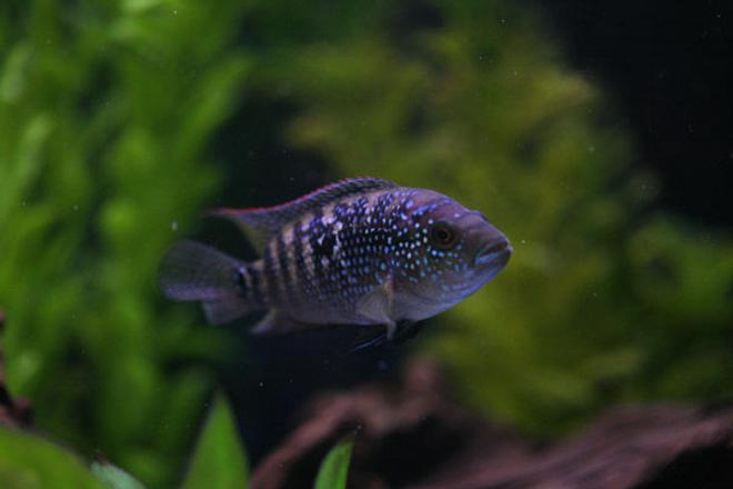 freshwater fish - nandopsis octofasciatum - jack dempsey stocking in 46 gallons tank - Jack Dempsy.. A lil tail nip from a long gone puffer!