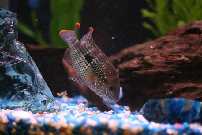 freshwater fish - aequidens rivulatus - green terror stocking in 46 gallons tank - Green Terror Eating