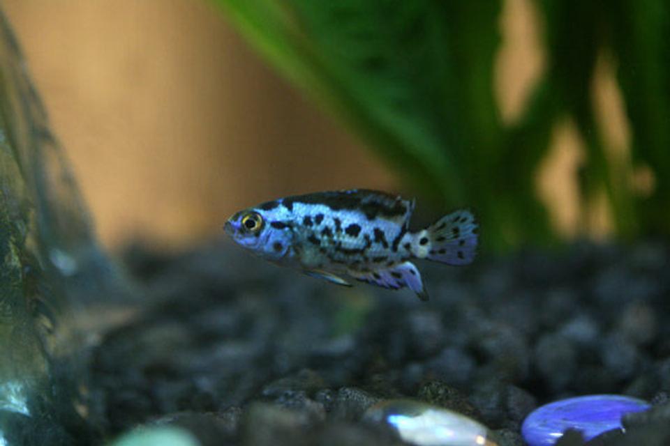 freshwater fish - nandopsis octofasciatum - electric blue jack dempsey stocking in 46 gallons tank - The Prince!! Baby Electric Blue Jack Dempsy. Held in my Eqlipse 3 gal till he gets big enough to hit the 46 gal.