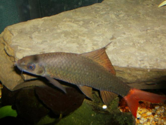 freshwater fish - epalzeorhynchos bicolor - redtail shark stocking in 90 gallons tank - red tail shark in detail
