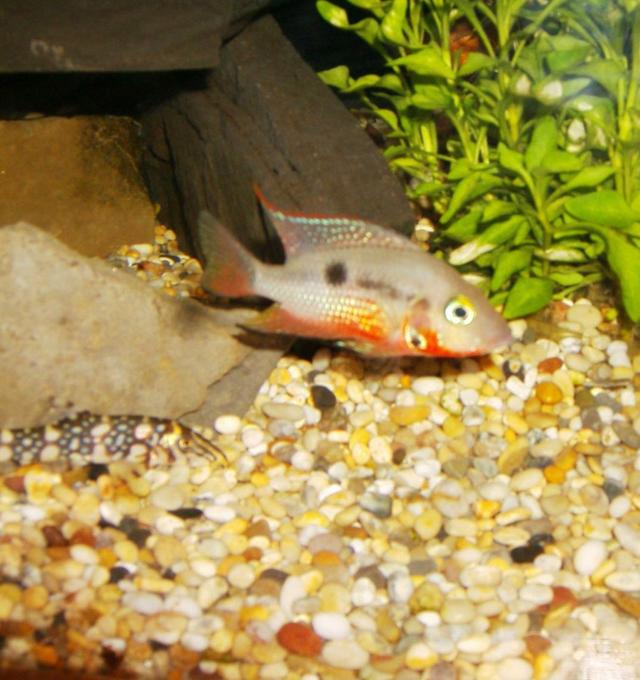 freshwater fish - thorichthys meeki - firemouth cichlid stocking in 90 gallons tank - firemouth 2
