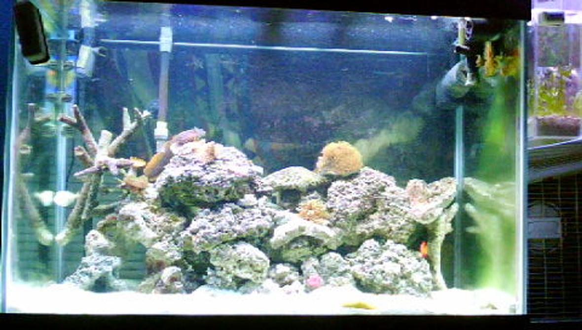 fish tank picture - the ova day