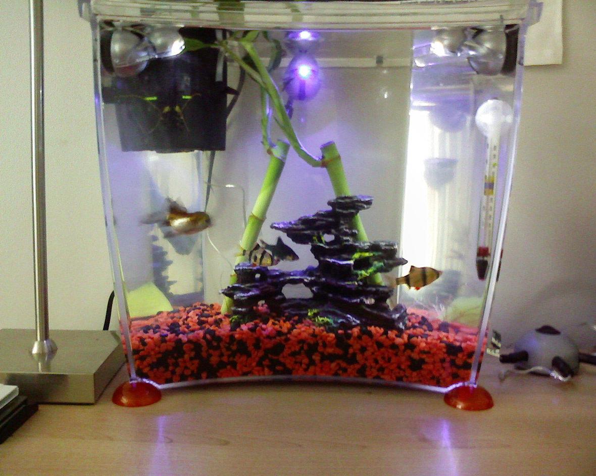 fish tank picture - Sorry its just a cellphone pic