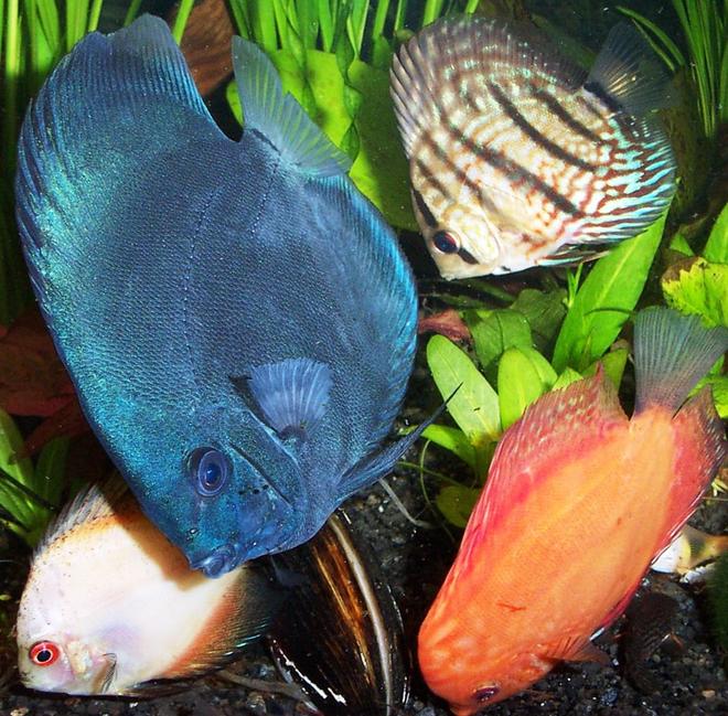 freshwater fish - symphysodon sp. - blue diamond discus stocking in 125 gallons tank - discus, Blue Diamond, red turquoise, red Marlboro, pigeon blood, fresh water clam,

discus belonging to the Symphysodon aequifaciatus family,