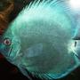 freshwater fish - symphysodon sp. - blue diamond discus stocking in 125 gallons tank - Symphysodon aequifaciatus, Blue Diamond