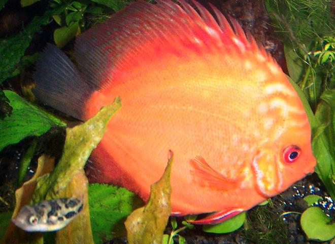 freshwater fish - symphysodon sp. - red marlboro discus stocking in 125 gallons tank - Marlbor Red,
Symphysodon aequifaciatus

Dwarf puffer, also known as the pea puffer