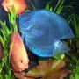 freshwater fish - symphysodon sp. - blue diamond discus stocking in 125 gallons tank - blue diamond, marlboro red discus