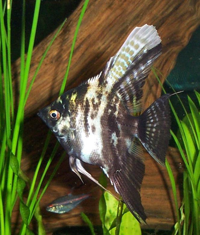 freshwater fish - pterophyllum sp. - marble veil angel stocking in 125 gallons tank - Marbled Angel